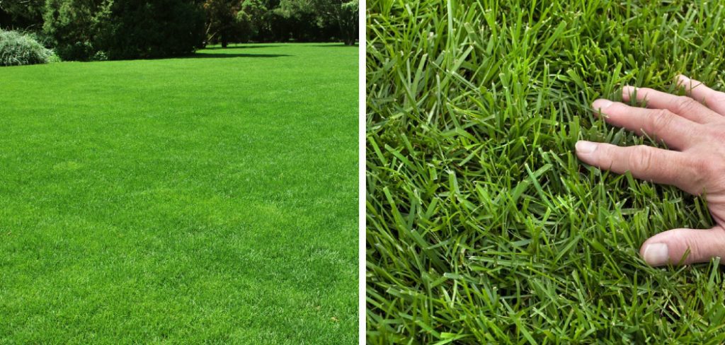 How to Make My Grass Softer