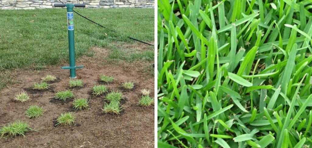 How to Make St Augustine Grass Spread Quickly