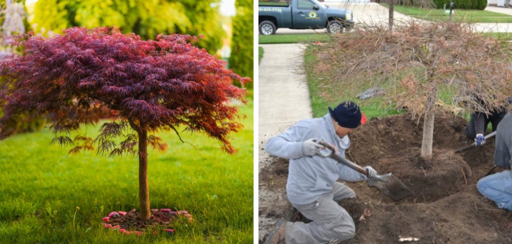 How to Move a Japanese Maple Without Killing It