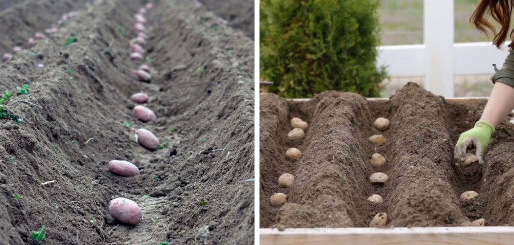 How to Prep Soil for Potatoes