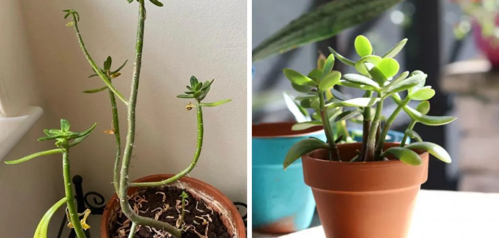 How to Revive Jade Plant