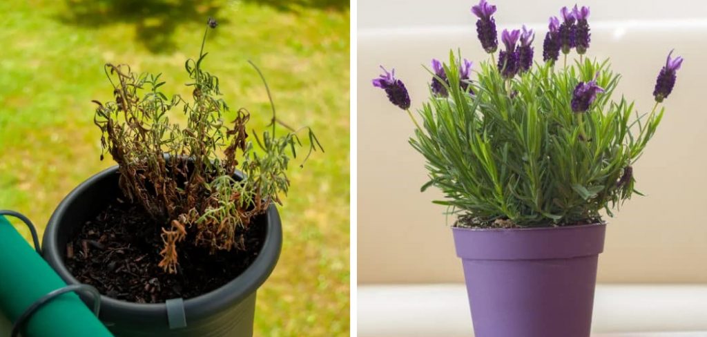 How to Revive Lavender Plant