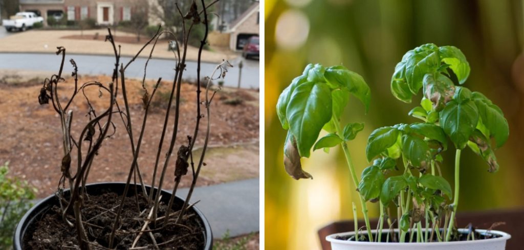 How to Revive a Dead Basil Plant