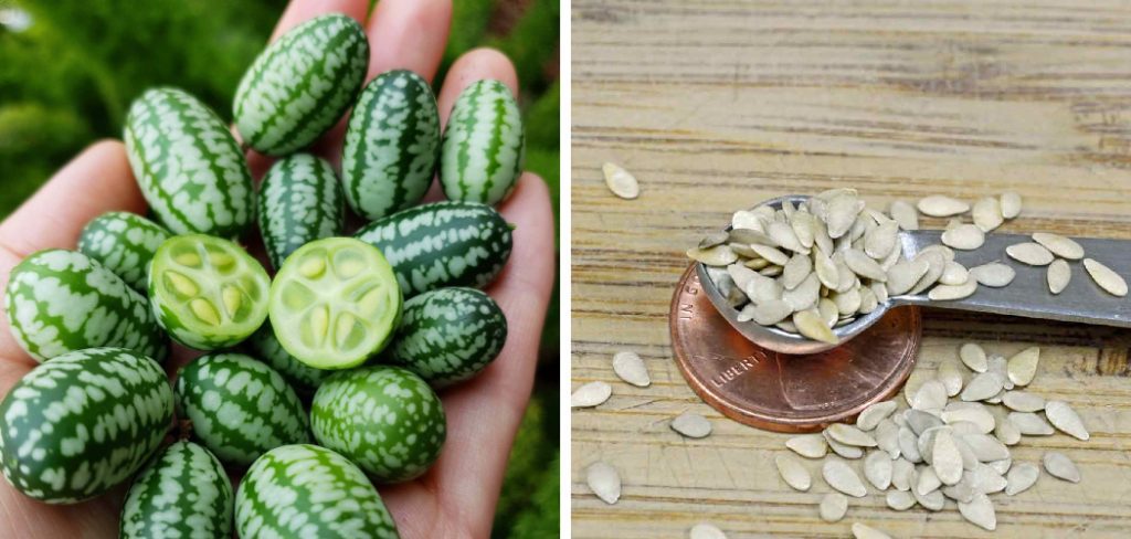 How to Save Cucamelon Seeds