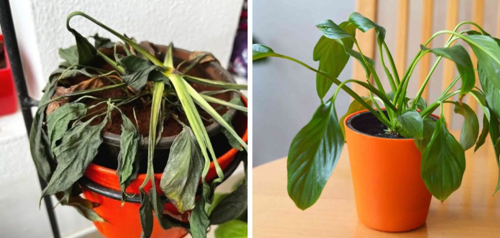 How to Save a Dying Peace Lily Plant