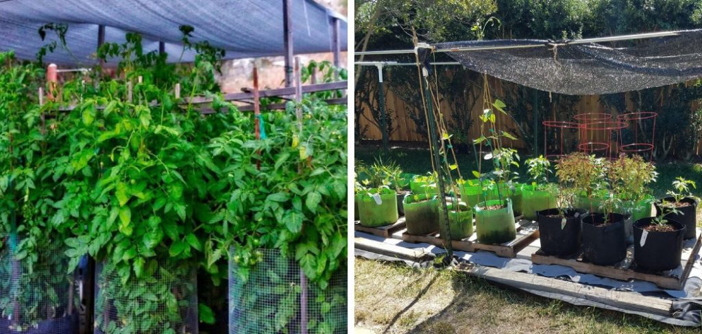 How to Shade Tomato Plants