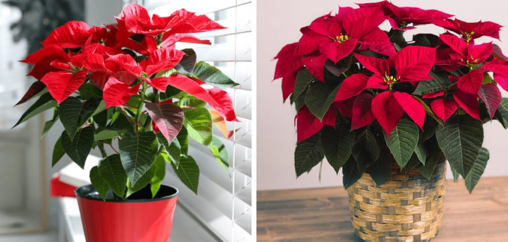 How to Take Care of Poinsettia After Christmas