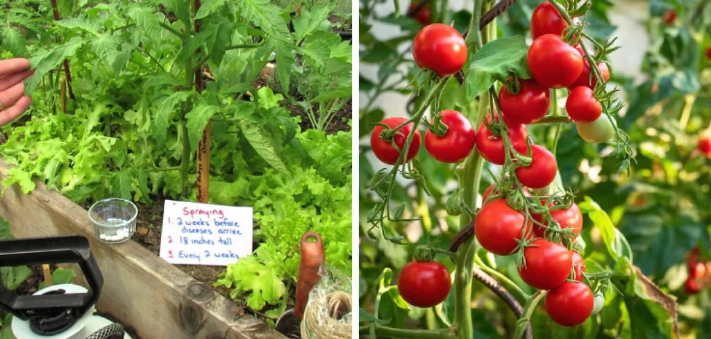 How to Use Aspirin for Tomato Plants