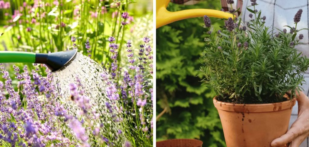 How to Water Lavender Plants