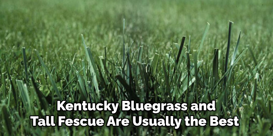 Kentucky Bluegrass and Tall Fescue Are Usually the Best 