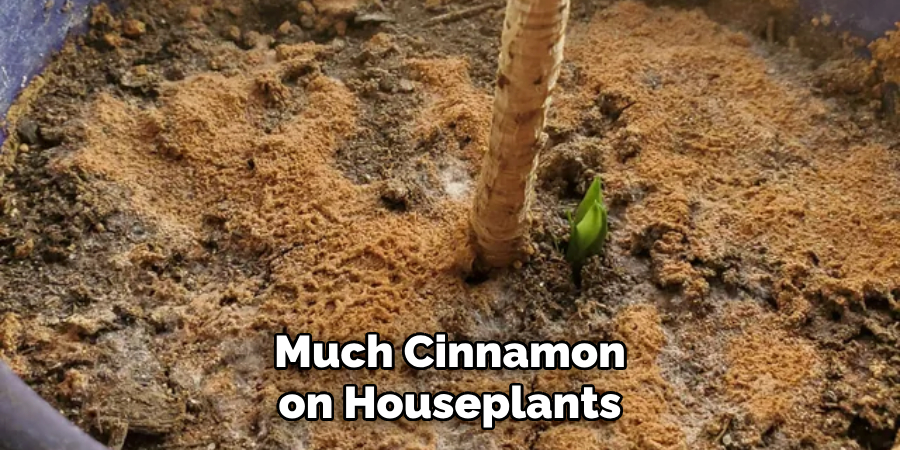 Much Cinnamon on Houseplants