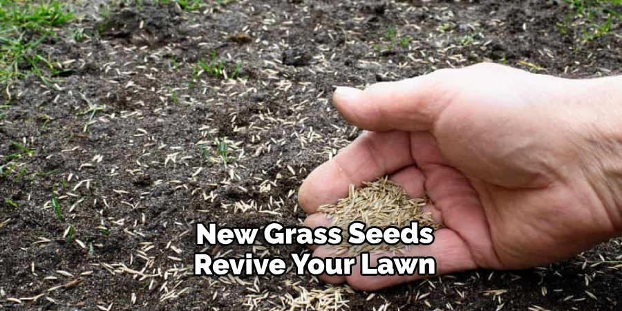  New Grass Seeds Revive Your Lawn