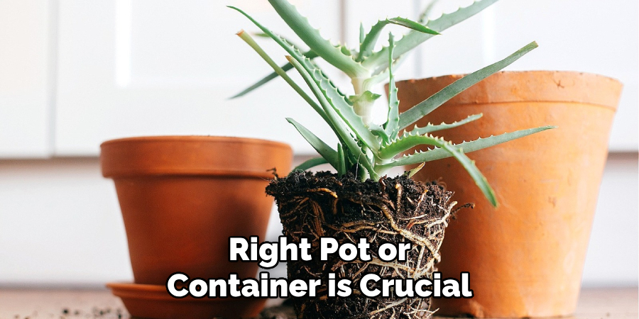 Right Pot or Container is Crucial