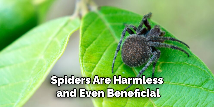 Spiders Are Harmless and Even Beneficial