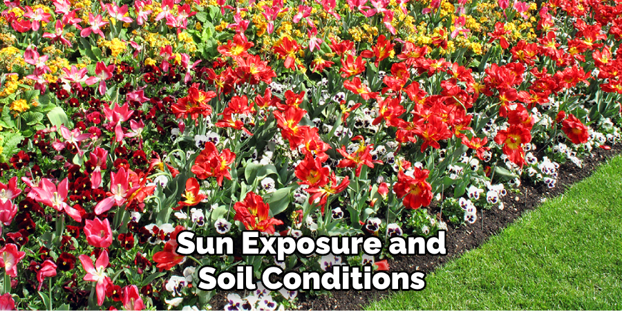 Sun Exposure and Soil Conditions