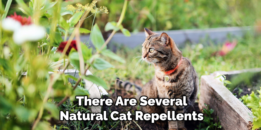 There Are Several Natural Cat Repellents