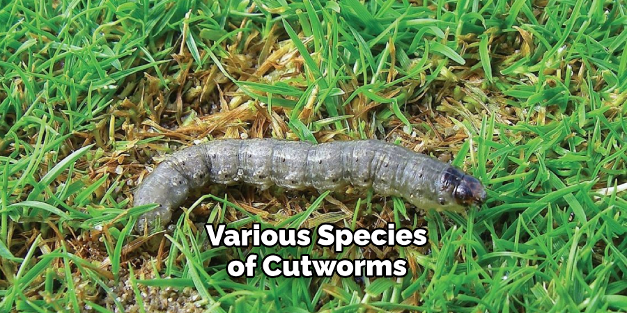  Various Species of Cutworms