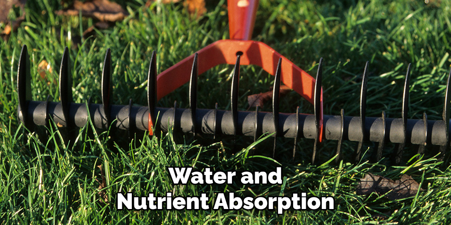 Water and Nutrient Absorption
