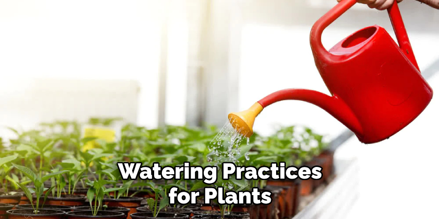 Watering Practices for Plants