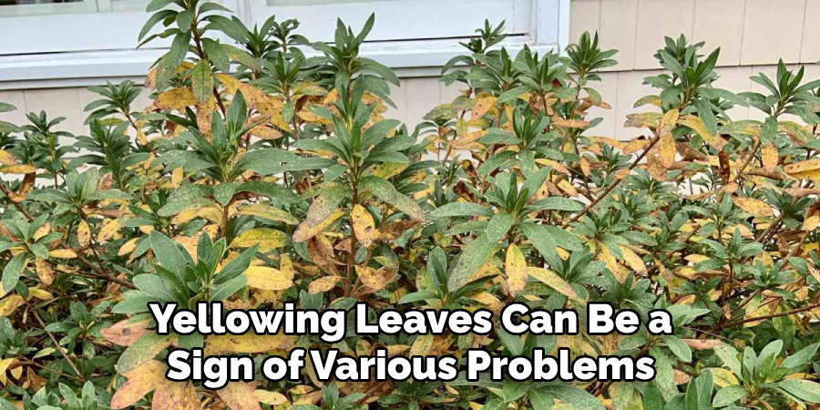 Yellowing Leaves Can Be a Sign of Various Problems