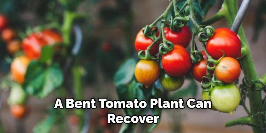 A Bent Tomato Plant Can Recover