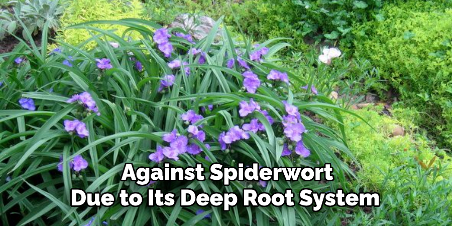  Against Spiderwort Due to Its Deep Root System