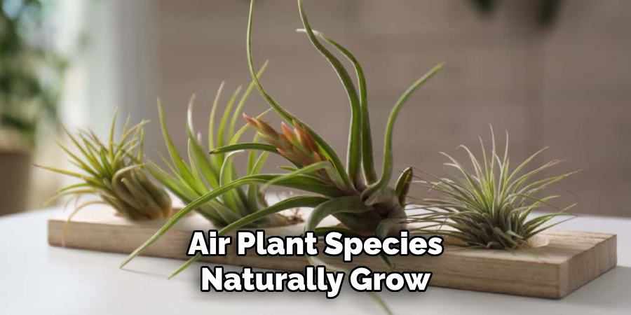 Air Plant Species Naturally Grow