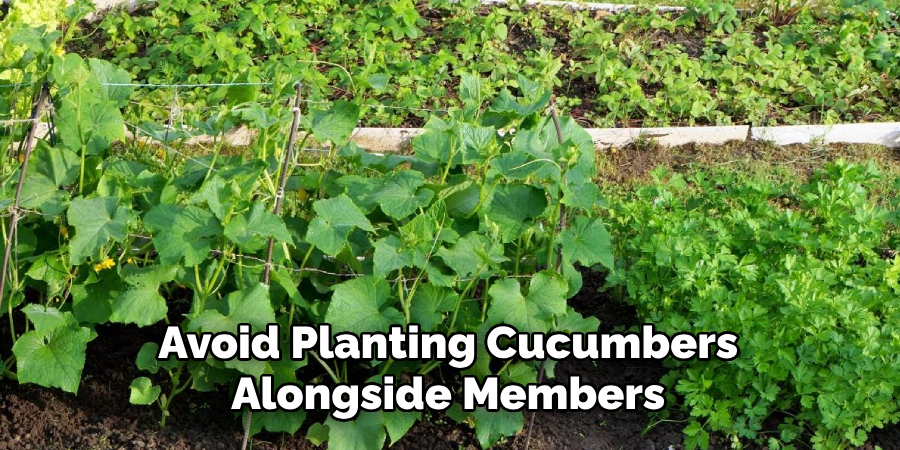 Avoid Planting Cucumbers Alongside Members
