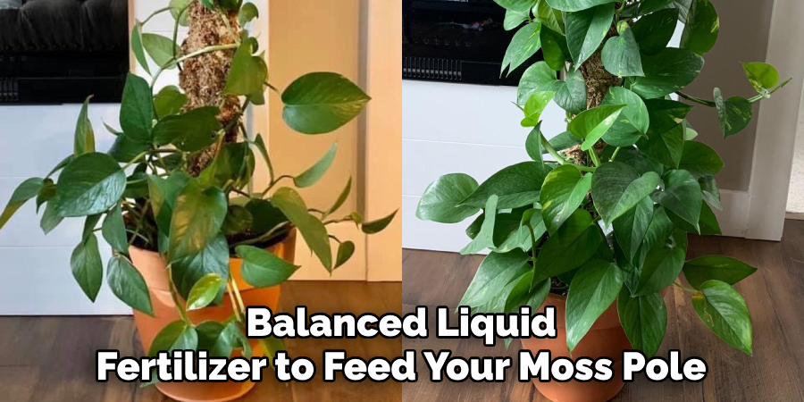 Balanced Liquid Fertilizer to Feed Your Moss Pole