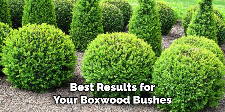 Best Results for Your Boxwood Bushes