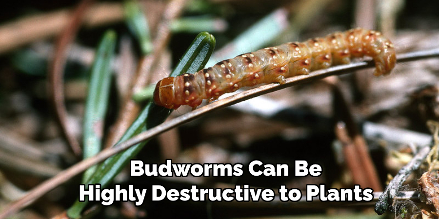 Budworms Can Be Highly Destructive to Plants