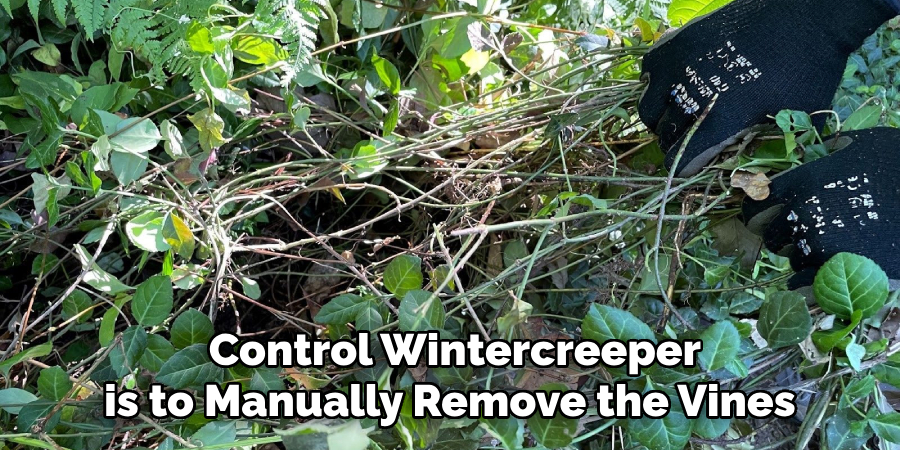  Control Wintercreeper is to Manually Remove the Vines