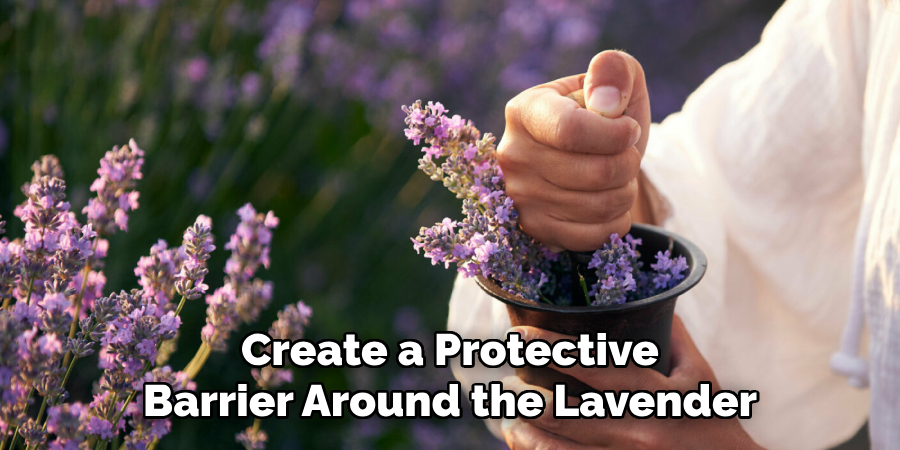 Create a Protective Barrier Around the Lavender