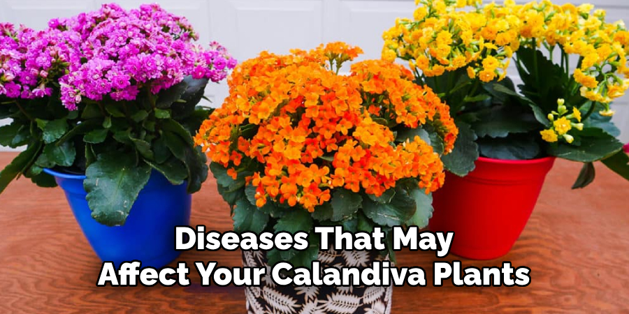 Diseases That May Affect Your Calandiva Plants