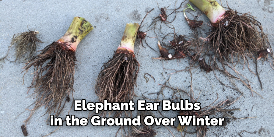 Elephant Ear Bulbs in the Ground Over Winter
