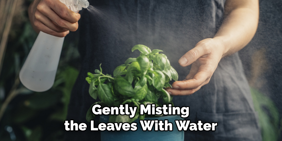 Gently Misting the Leaves With Water