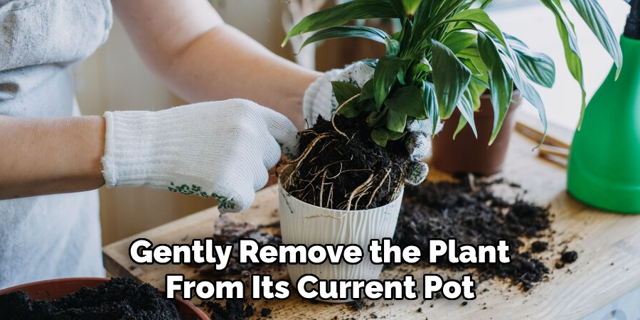 Gently Remove the Plant From Its Current Pot
