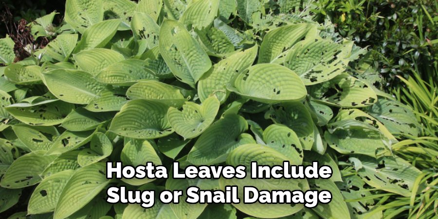 Hosta Leaves Include Slug or Snail Damage