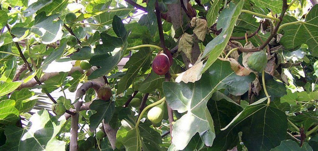 How to Fertilize Fig Trees in the Ground