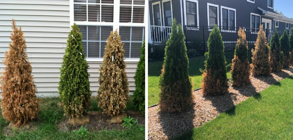 How to Fix Arborvitae