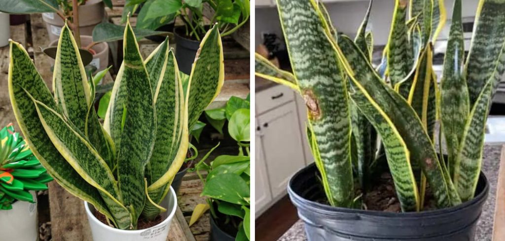 How to Fix Brown Tips on Snake Plant