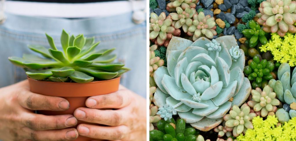 How to Fix Overwatered Succulent