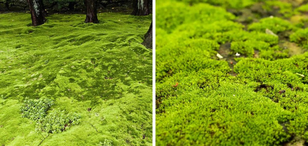 How to Grow Grass in Shady Mossy Areas