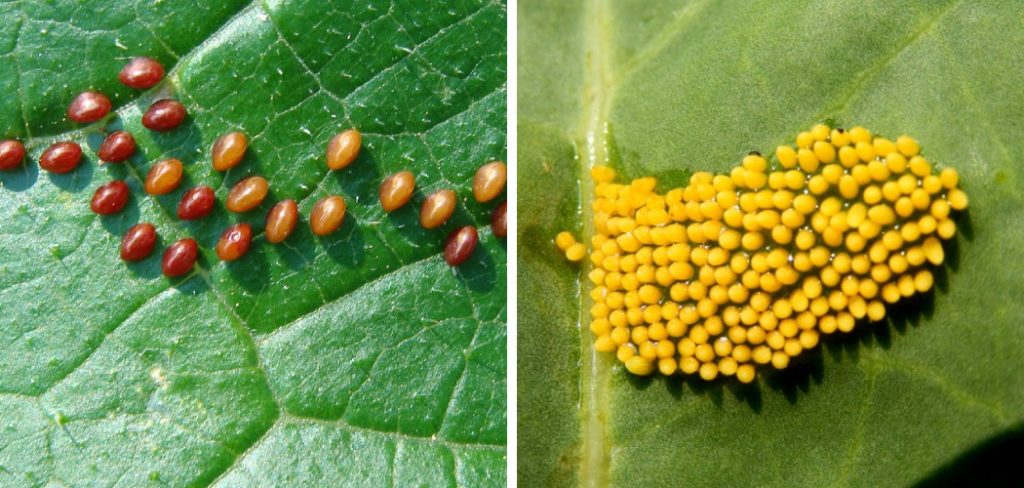 How to Identify Insect Eggs in Garden