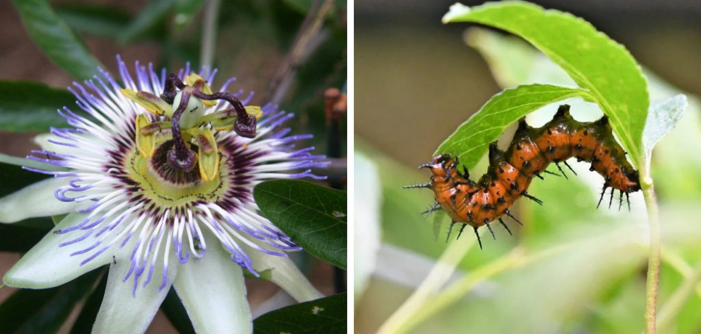 How to Keep Caterpillars off Passion Vine