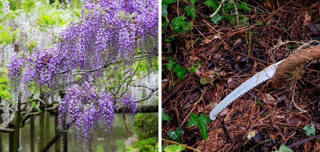 How to Kill Wisteria Vines