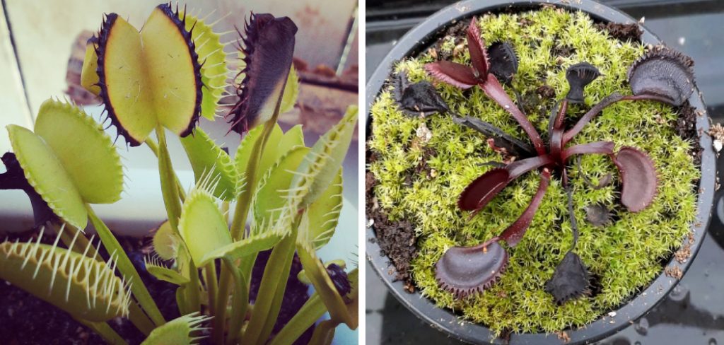 How to Know If Venus Flytrap is Dead