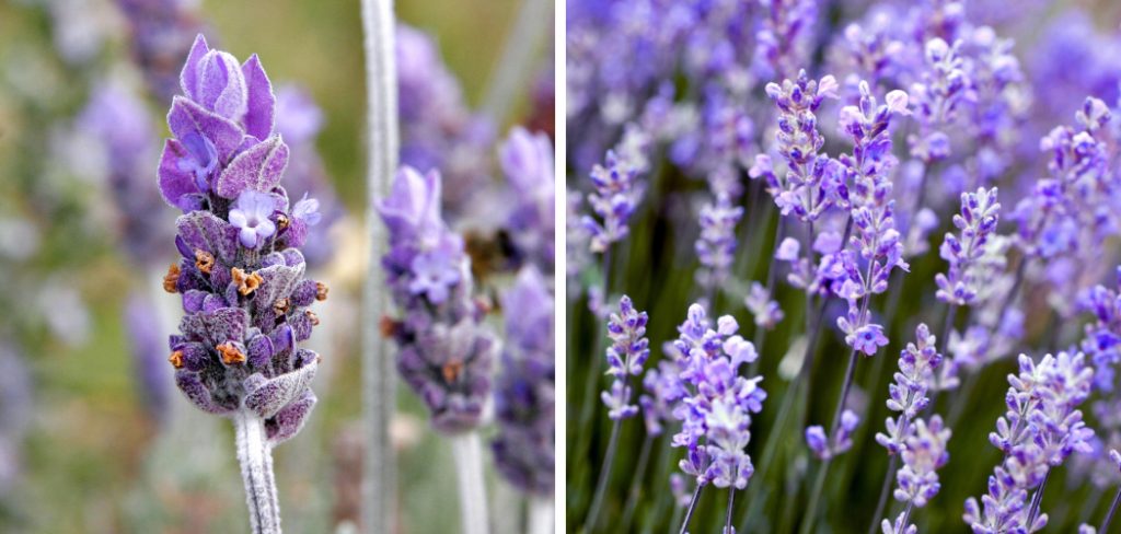 How to Make Lavender Bloom