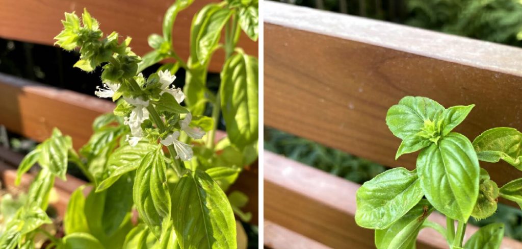 How to Prevent Basil from Flowering