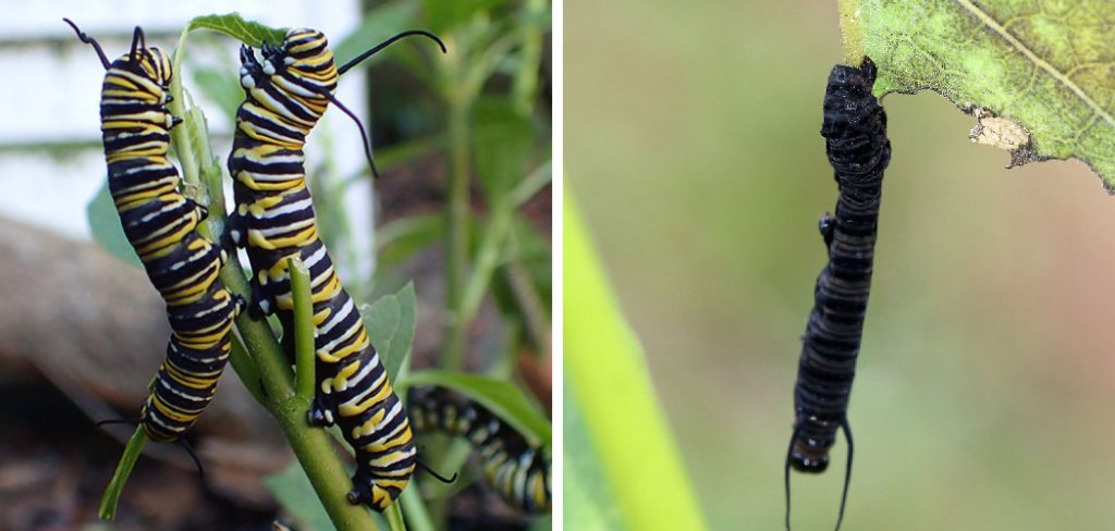 How to Prevent Black Death in Monarch Caterpillars